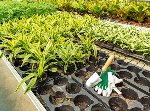 seedlings-of-flowers-2026-03-23-23-41-12-utc_11zon
